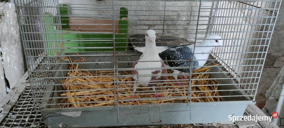 Samce slonskie tarczowe lubelskie Tokarówka