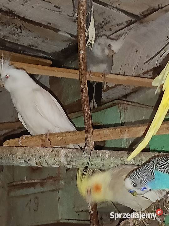 Sprzedam papugi faliste ninfy rozele biało lice kujawsko-pomorskie