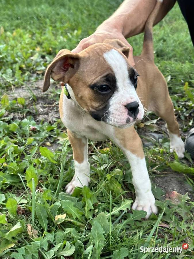 Suczka rasy bokser szczeniak Cieszkowo Nowe