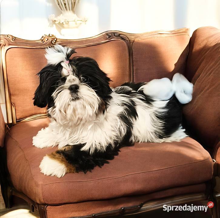 Shih tzu suczka piękna Wałbrzych