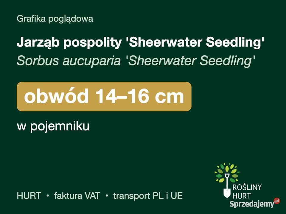 Jarząb pospolity Sheerwater Seedling obw 1416 w sprzedam