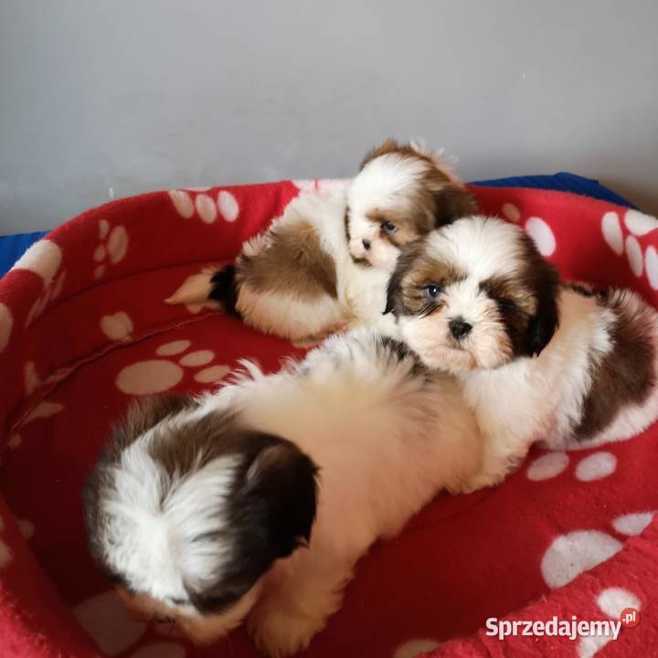 Szczenięta rasy SHIH TZU Biało Czarne Tricolor Shih Tzu zachodniopomorskie Szczecinek