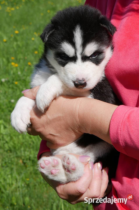 Szczeniak Syberian Husky przeurocza niebieskooka śląskie Zawiercie