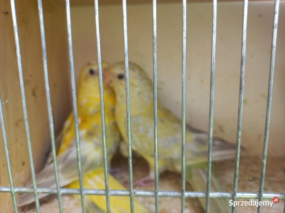 Papugi świergotki Drożanki sprzedam
