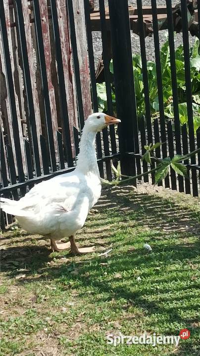 Duża zadbana Gęś biała kołobudzka tegoroczna sprzedam