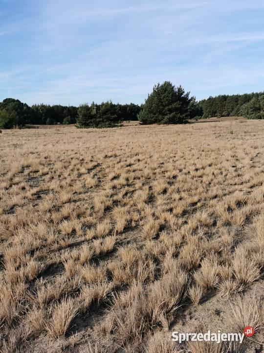 Działka budowlana Korwin Słupca okazja 80m2 sprzedam