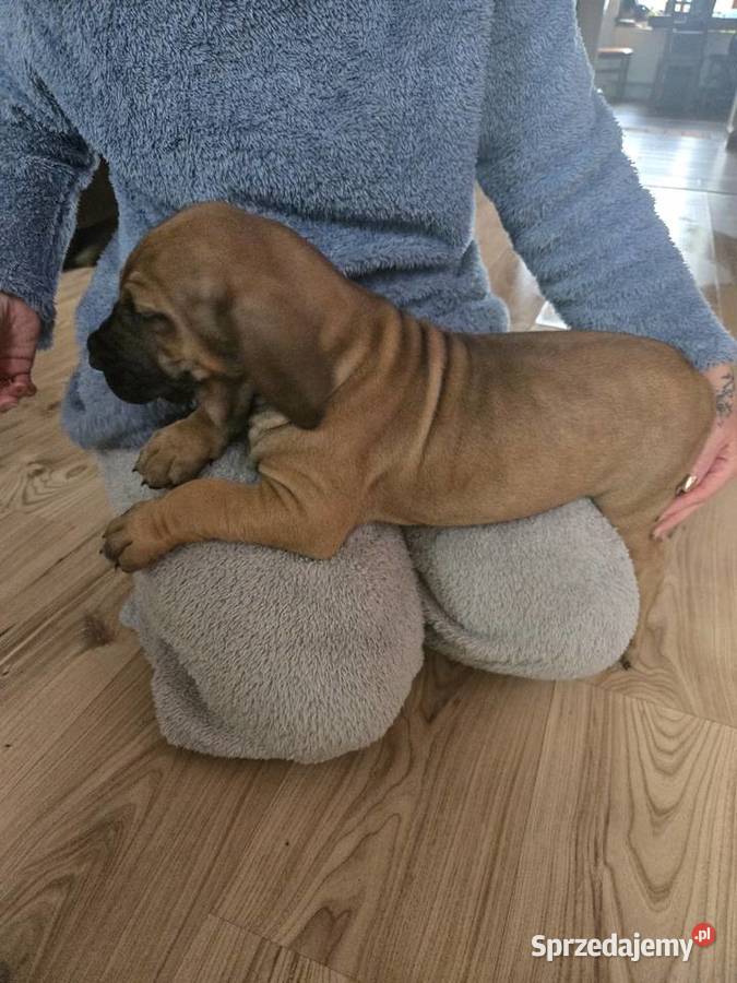 Fila brasileiro złote szczenię piesek sprzedam Resko sprzedam