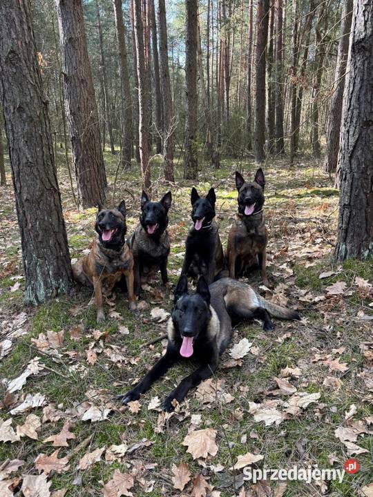 Owczarek belgijski Malinois