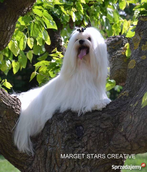 Maltańczyk piękne szczenięta z rodowodem ZKWP pomorskie Gdańsk