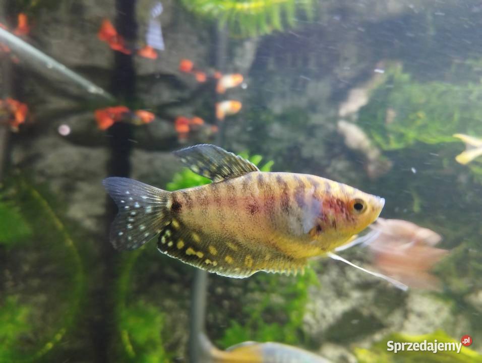 Gurami złote i marmurowe Ryby akwariowe rybki Wygoda sprzedam