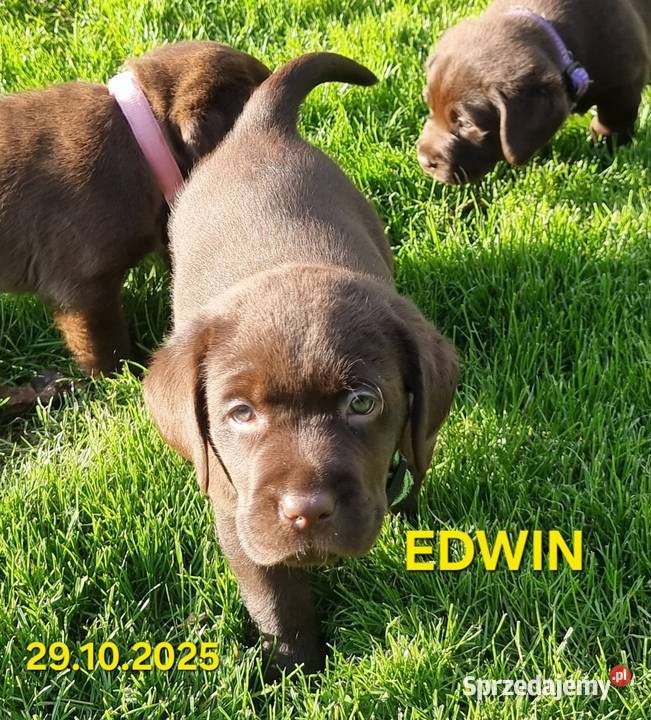 Szczęnieta Labrador Retriever FCI ZkwP oWrocław Labrador Gaj Oławski sprzedam