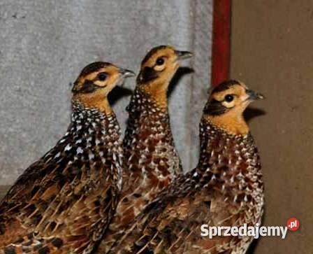 BAŻANT BAŻANTY KRÓLEWSKIE Łuków