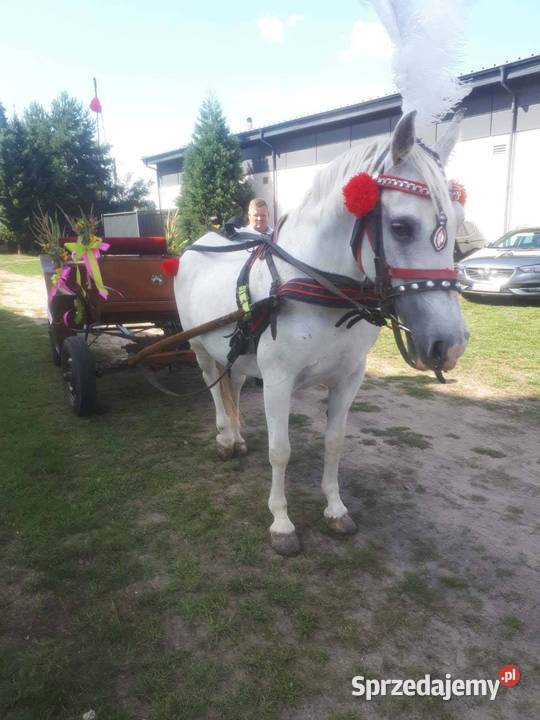 Sprzedam bryczke kujawsko-pomorskie Topólka