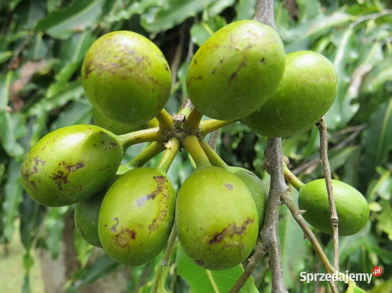 CHORUNA STRZELISTA  Polyalthia longifolia Ogród Lubanie