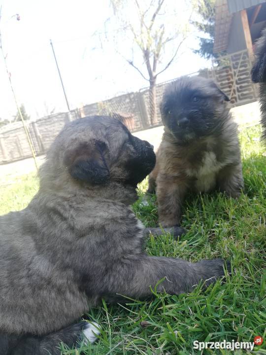 Owczarek kaukaski Pozostałe dolnośląskie Jawor