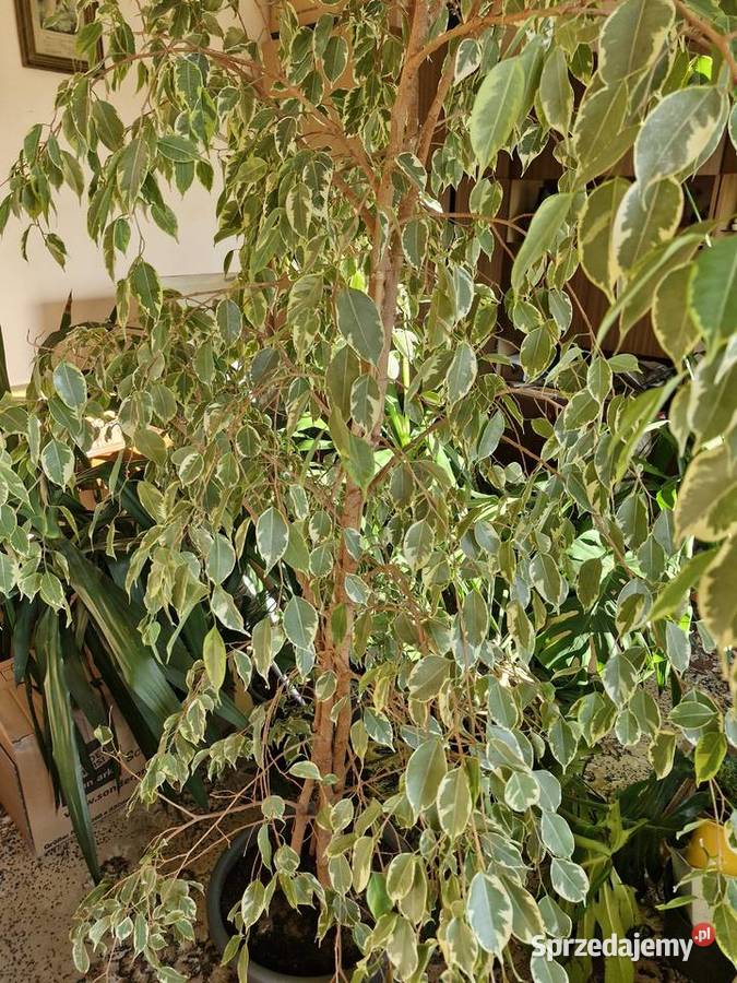 Kwiaty dolnośląskie Szalejów Dolny