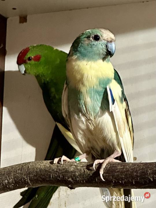 Modrolotka para lęgowa wielkopolskie Kamionki