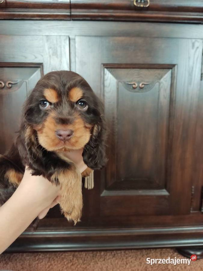 Wspaniałe szczeniaczki Cocker Spaniel Nadarzyn