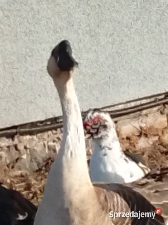 Gęsi landers i garbonosa Ptaki lubuskie