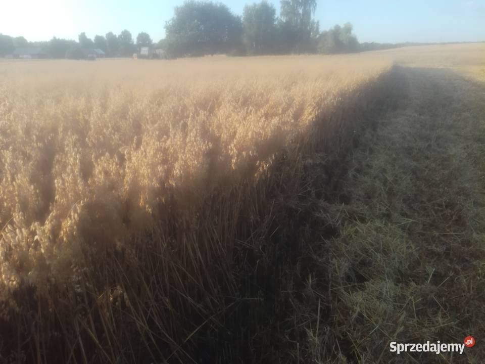 Owies Iłża sprzedam