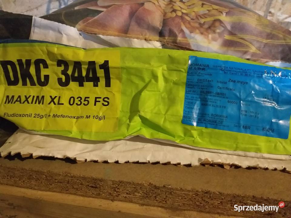 Kukurydza DKC 3441 Przeworsk