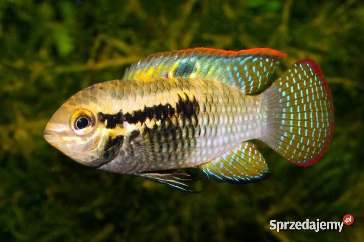 Akara wiśniowa Akarka Korumba Laetacara pomorskie Gdańsk sprzedam