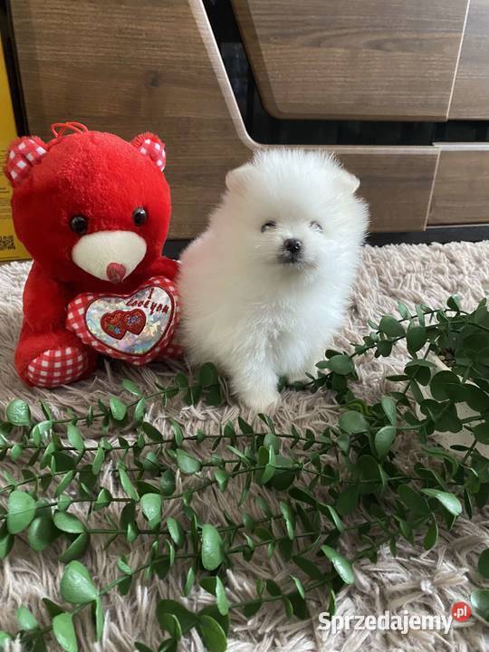 SZPIC MINIATUROWY POMERANIAN ŚLICZNE PIESKI Szpic miniaturowy Drogusza