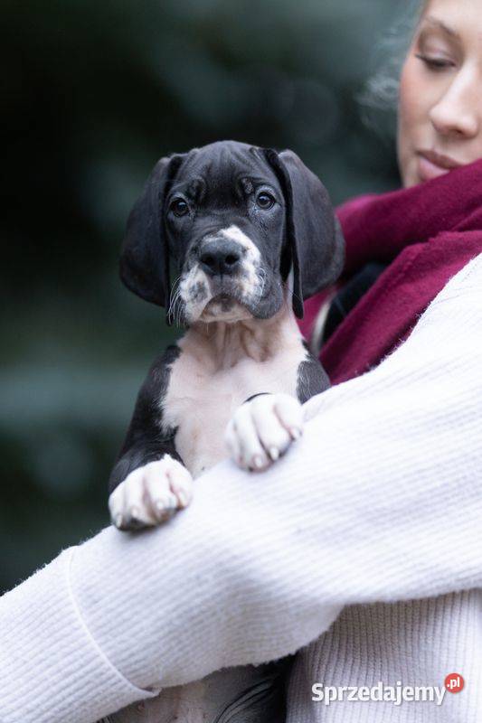 Czarny piesek dog niemiecki FCI importowane Pozostałe Mszczonów