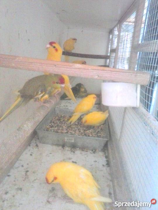 papugi faliste nimfy i kozy Zamość