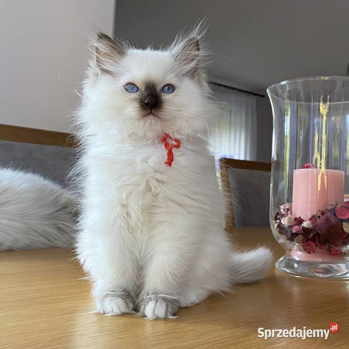 Kotka hodowlana FPL ragdoll Katowice