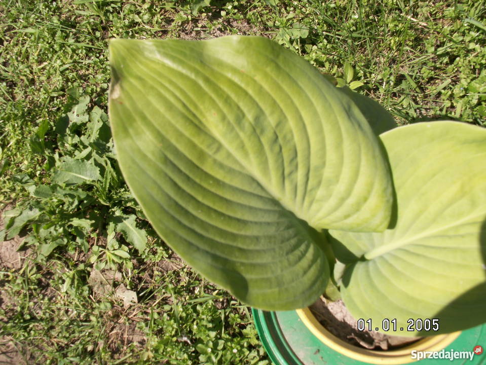 Sprzedam hosty funkie mazowieckie Śląsko