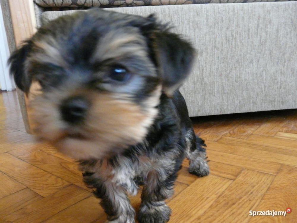 Ostatni szczeniak Yorkshire Terrier Jasło