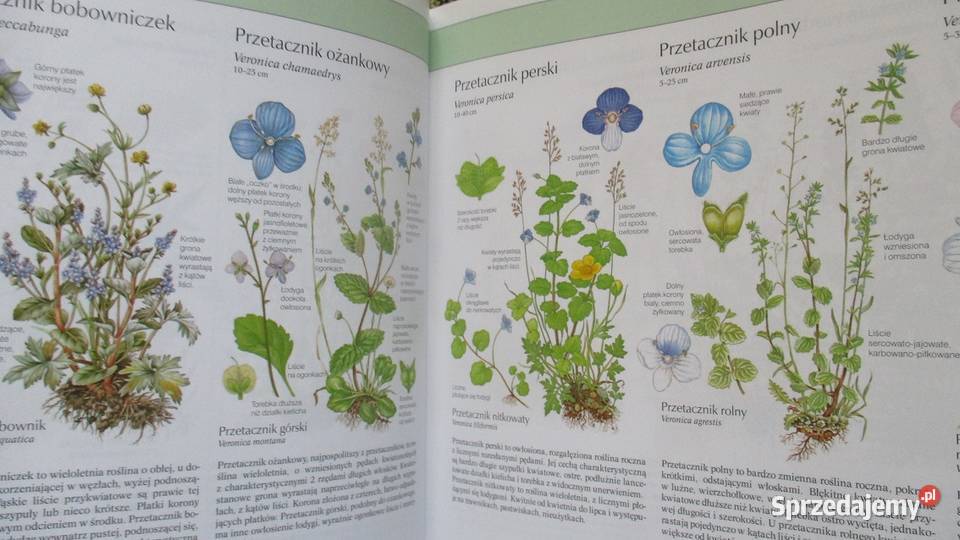 Przewodnik do oznaczania roślin biologia, ekologia Książki naukowe i popularnonaukowe