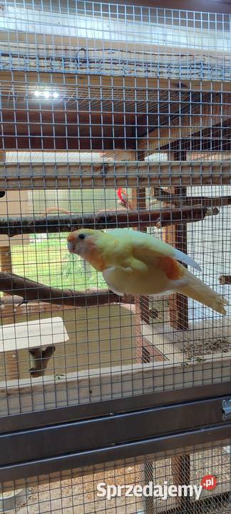 Sprzedam samca Rozelli Królewskiej Środa Wielkopolska