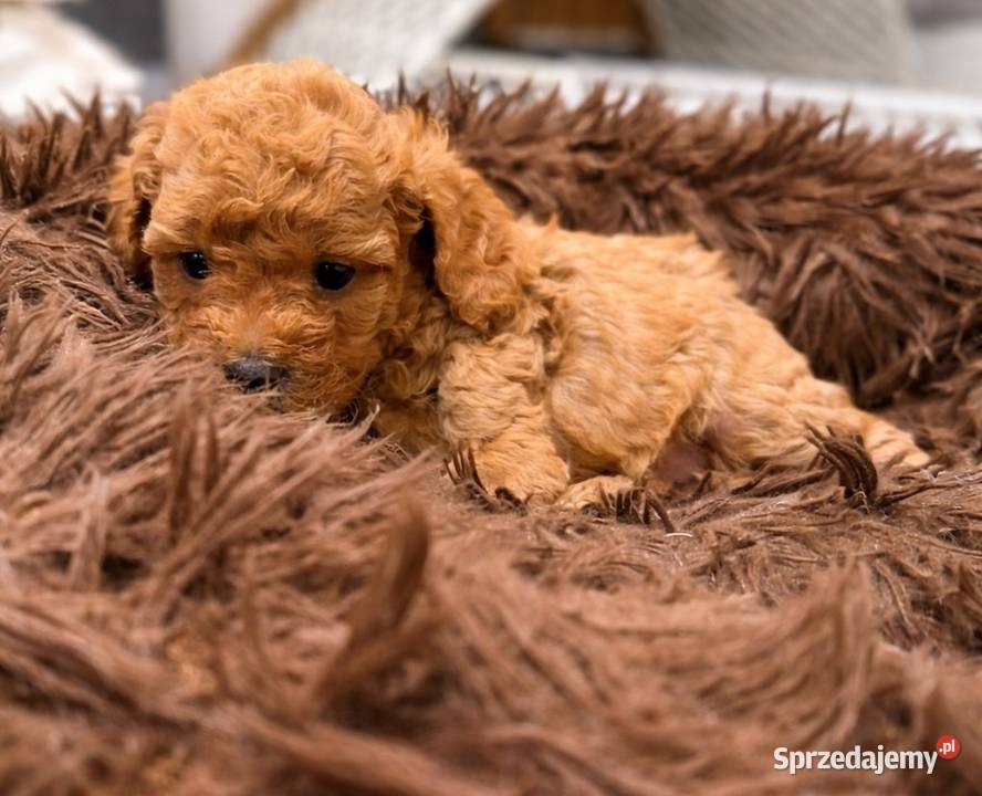 Maltipoo F1B Poznań