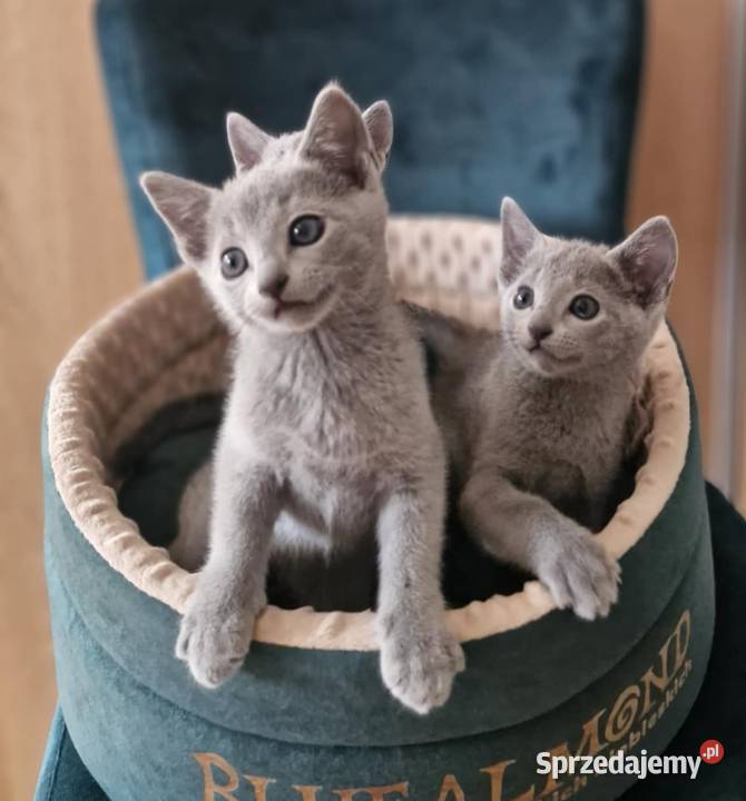 Kot rosyjski niebieski Kraków