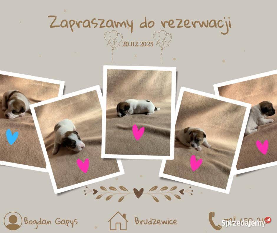 Jack Russell Terrier FCIZKwP Zwierzęta Brudzewice