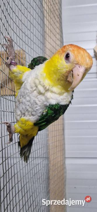Samiec barwinki 24r papuga Teresin