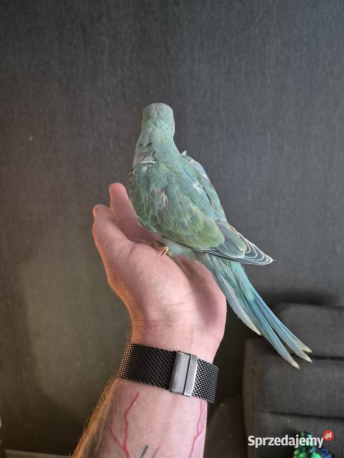 Aleksandretta Obrożna Ręcznie Karmiona śląskie Radlin