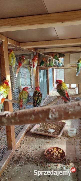 Sprzedam rozelle białolice Środa Wielkopolska sprzedam