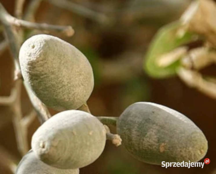 BALANITES ROXBURGHII Balanites roxburghii Lubanie