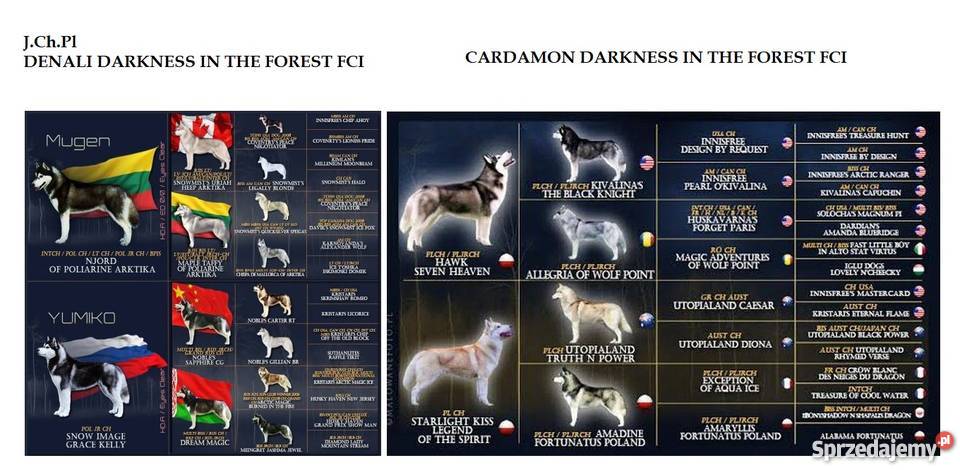 siberian husky rodowodowe szczenięta Grudziądz