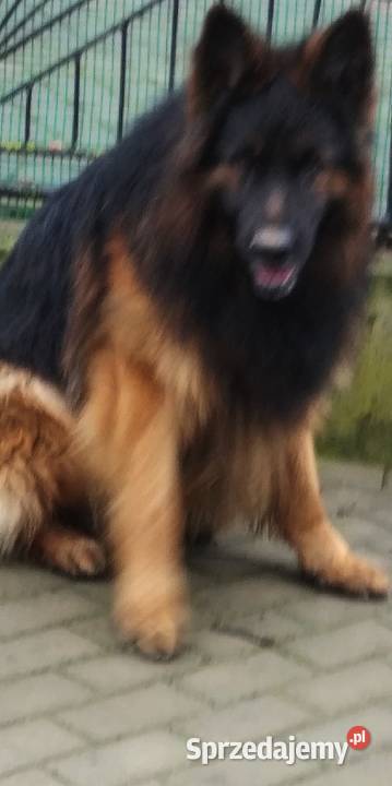 Owczarek niemiecki długowłosy potężne szczeniaki Klimontów