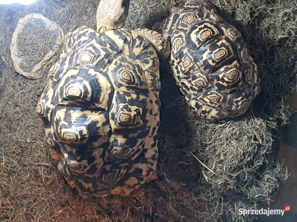 Żółwie lamparciepara