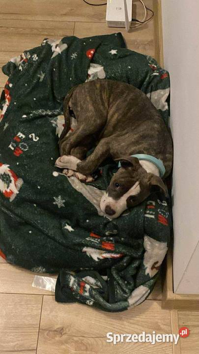 American Staffordshire Terrier Amstaff Ostrów Wielkopolski
