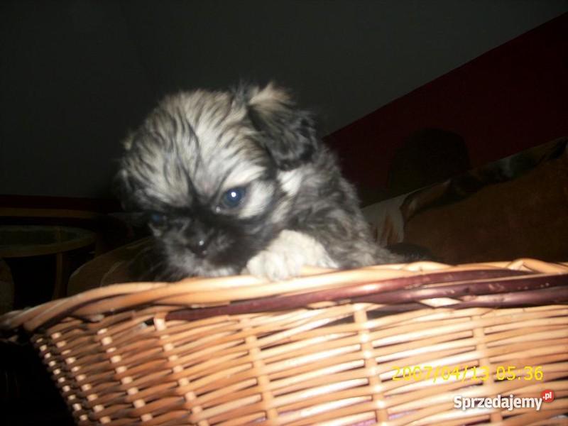 Pekińczyki Miniaturka podkarpackie