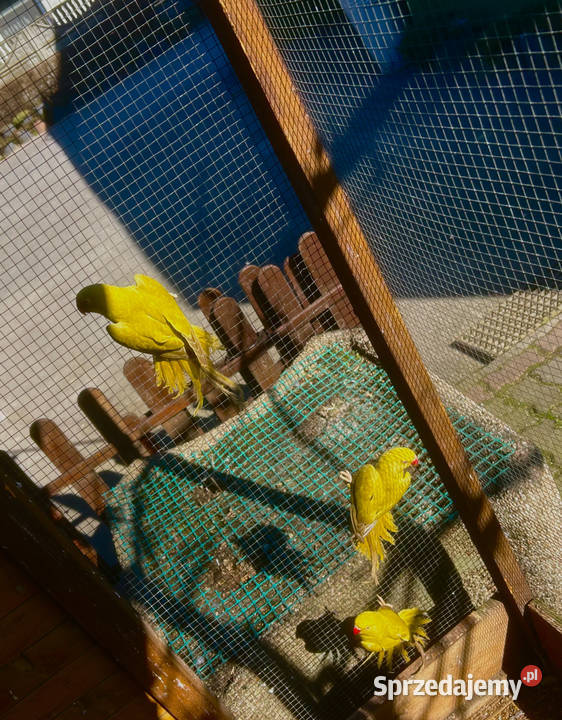 Aleksandretty aleksandretta obrożne 2025 2024 Stodólno