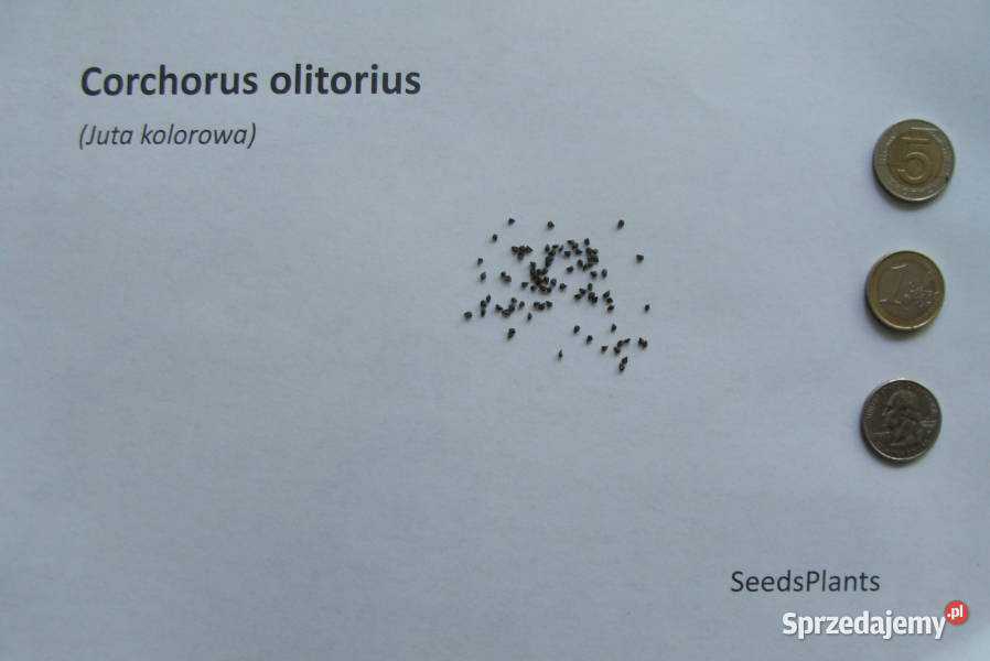 JUTA KOLOROWA Corchorus olitorius NASIONA 15000 Lubanie