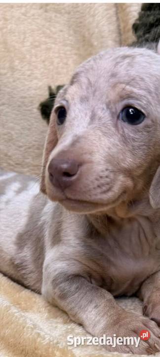 Jamnik miniaturowy merle izabell Garbów sprzedam