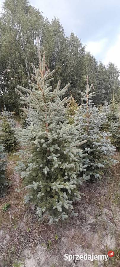 Sprzedaż plantacji choinki żywe świerk jodła Iglaste świętokrzyskie Kielce